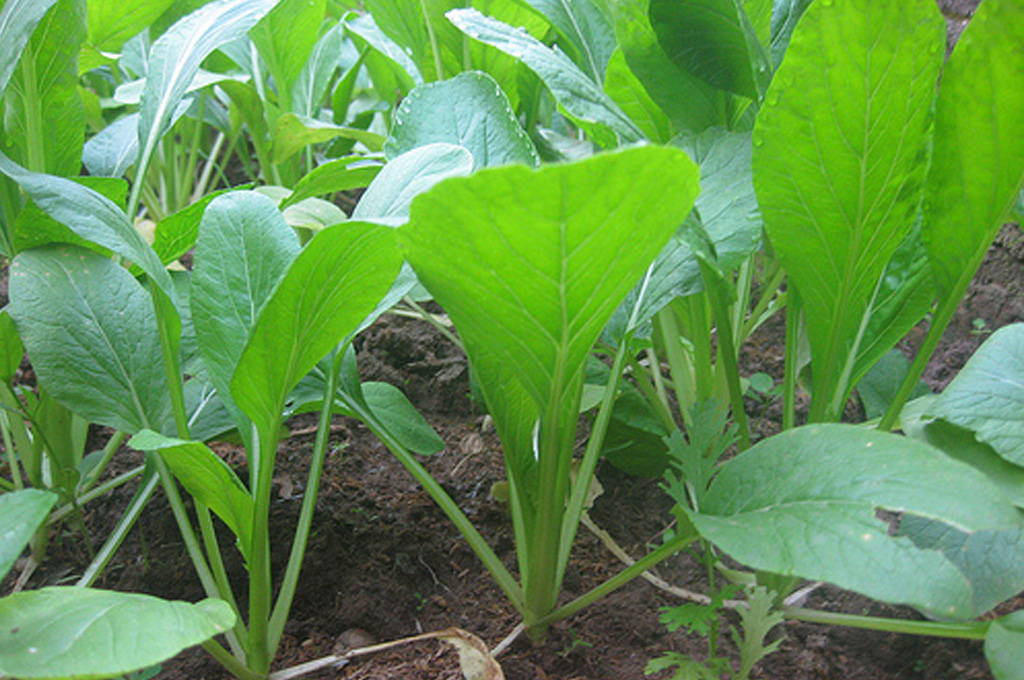 Tác dụng ít ai biết của rau cải ngọt