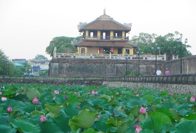 sen tươi Huế trồng trong các ao hồ