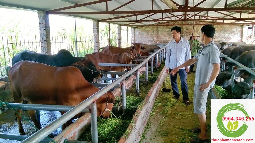 Bò gié là gì - công thức cho các món bò bít tết như thế nào?