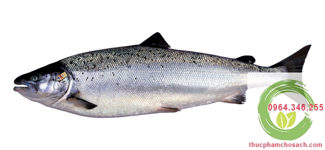 cá hồi Atlantic