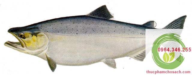 Cá hồi Chinook