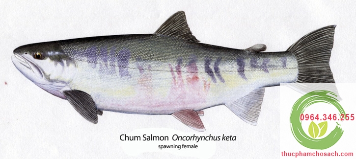 cá hồi Chum