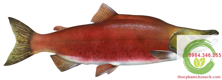 cá hồi Sockeye