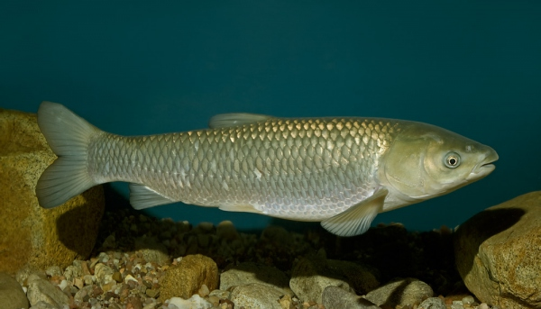 Tác dụng chữa bệnh của cá trắm cỏ