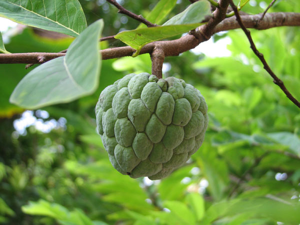 Những tác dụng không ngờ của na với sức khỏe