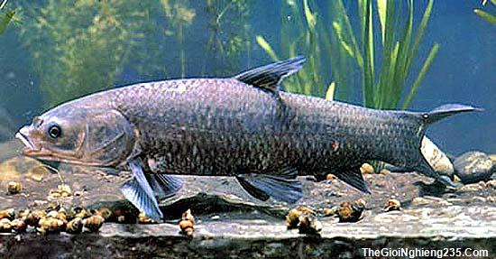 cá trắm đen - thực phẩm bổ dưỡng