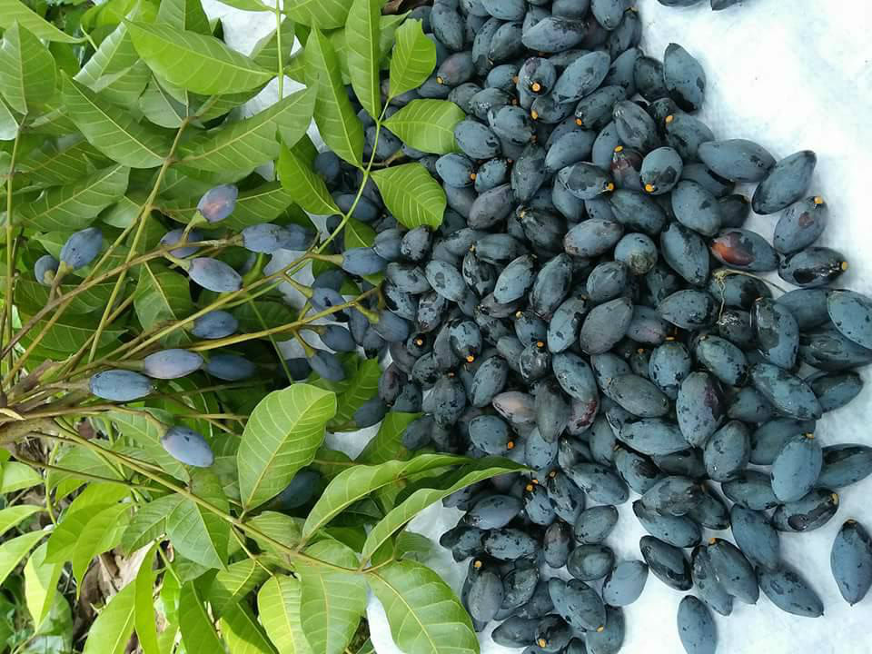 Thành phần dinh dưỡng của Trám