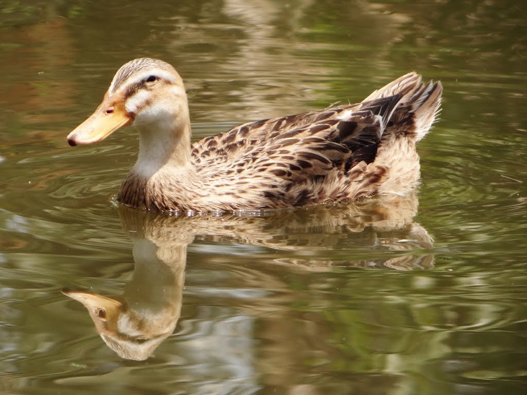 Vịt Bầu Đất - 90k/kg