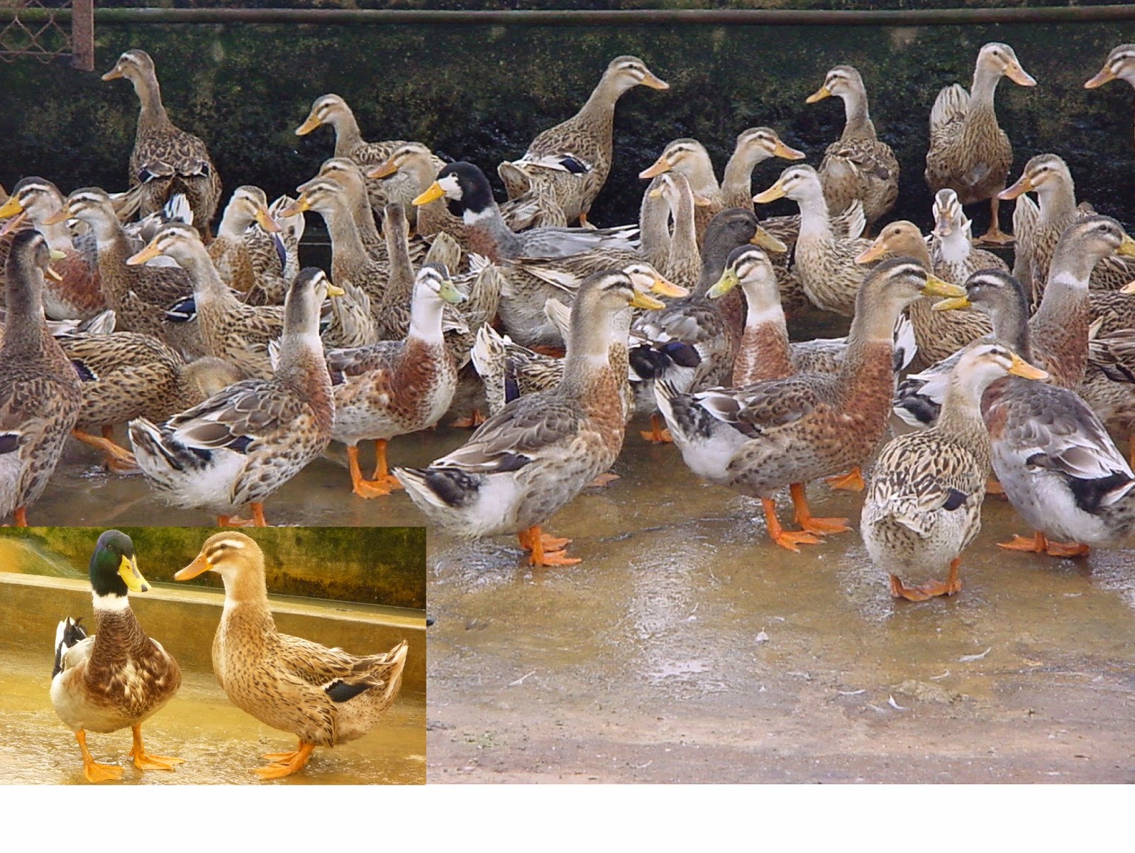 Giới Thiệu Chung Về Vịt Bầu Đất