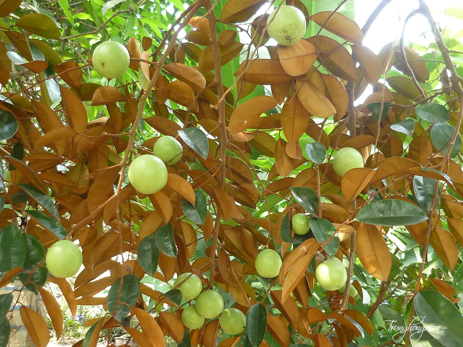 Vú Sữa Lò Rèn Vú Sữa Lò Rèn