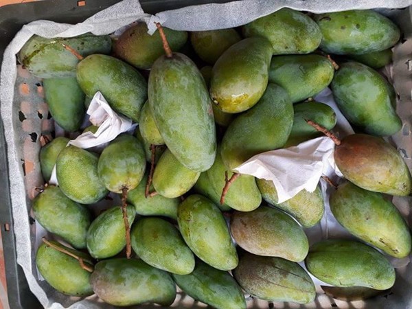 đặc điểm của xoài hạt lép 